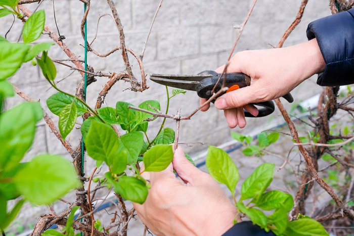 pruning-schisandra
